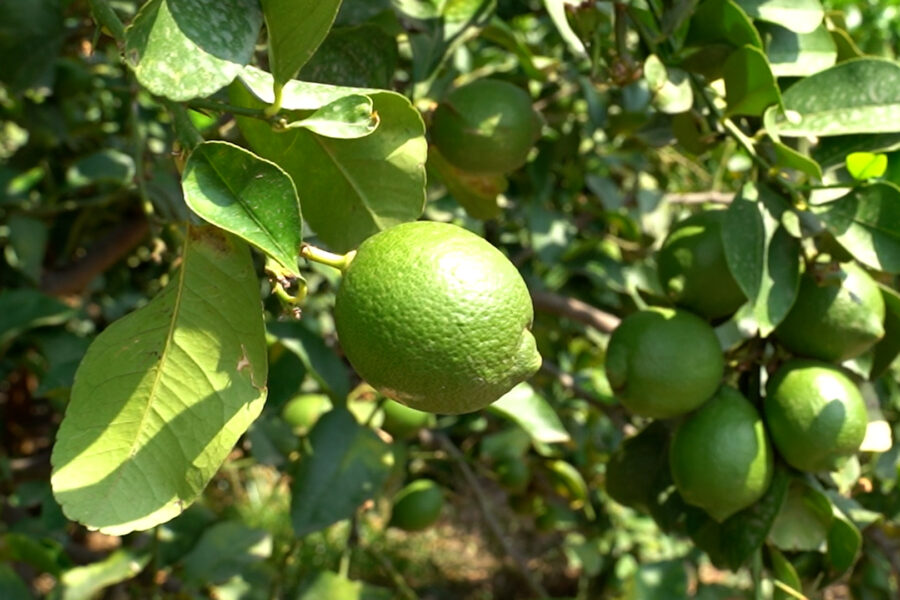 Più valore alla filiera del limone dell’Etna